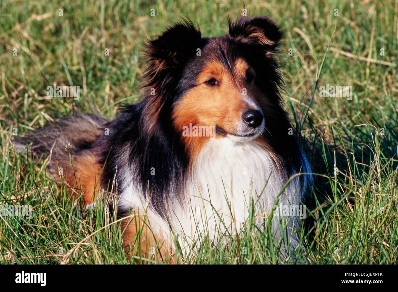 A sheltie dog laying in a grassy field Stock Photo
