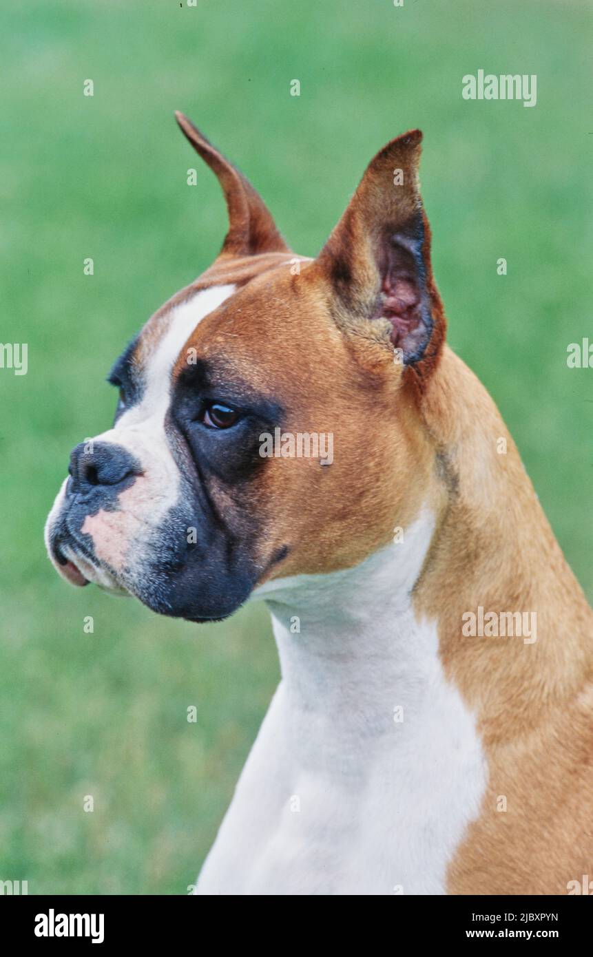 Close-up of a boxer dog's face Stock Photo