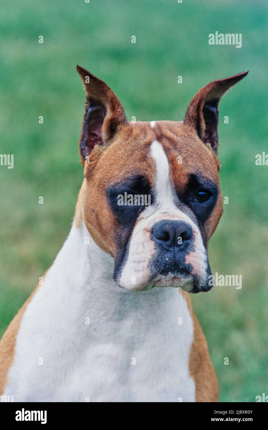 Close-up of a boxer dog's face Stock Photo