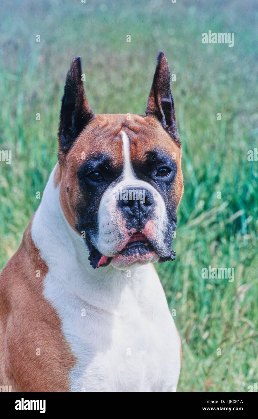 Close-up of a boxer dog's face Stock Photo