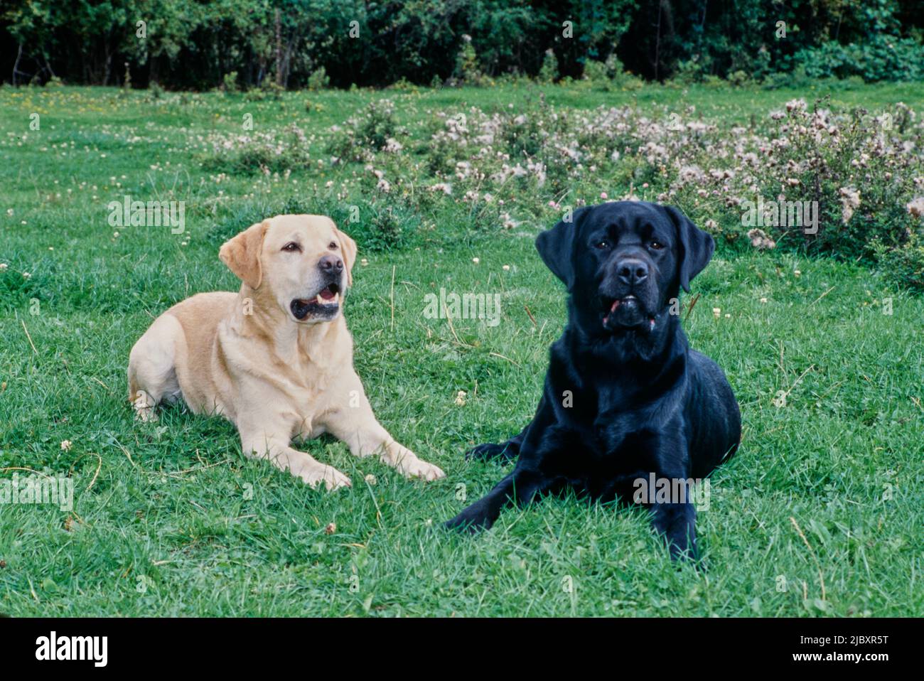 Black field lab hi-res stock photography and images - Alamy