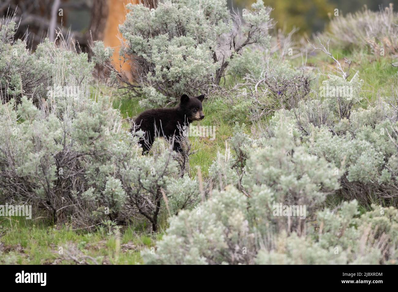 Bear cub in Sagebrush, Yellowstone Stock Photo