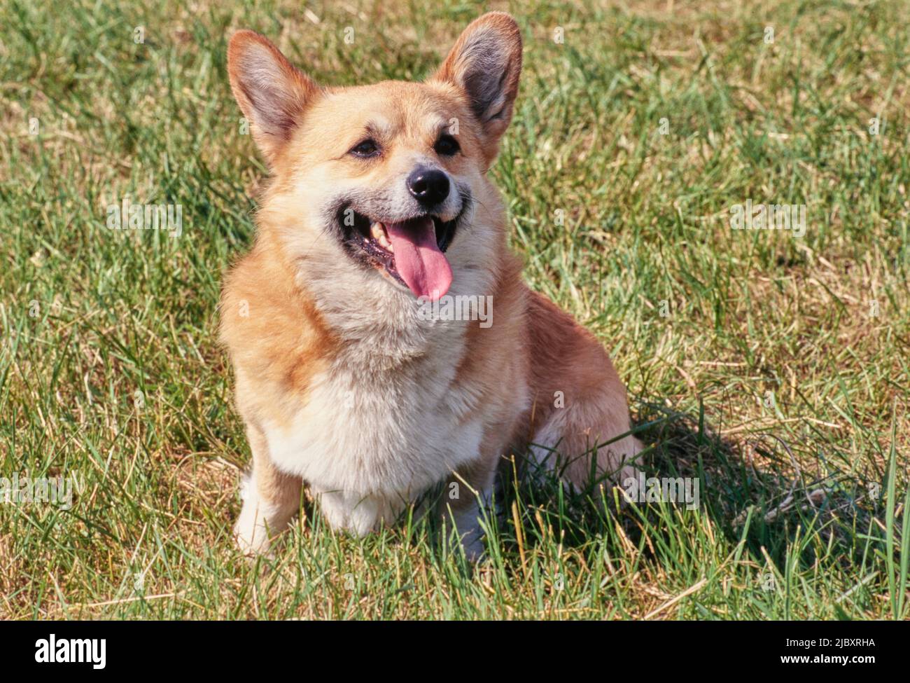 on grass Stock Photo Alamy