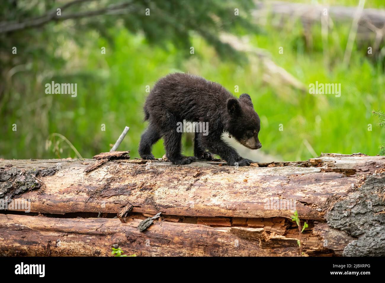 Black bear cub on log, Yellowstone Stock Photo