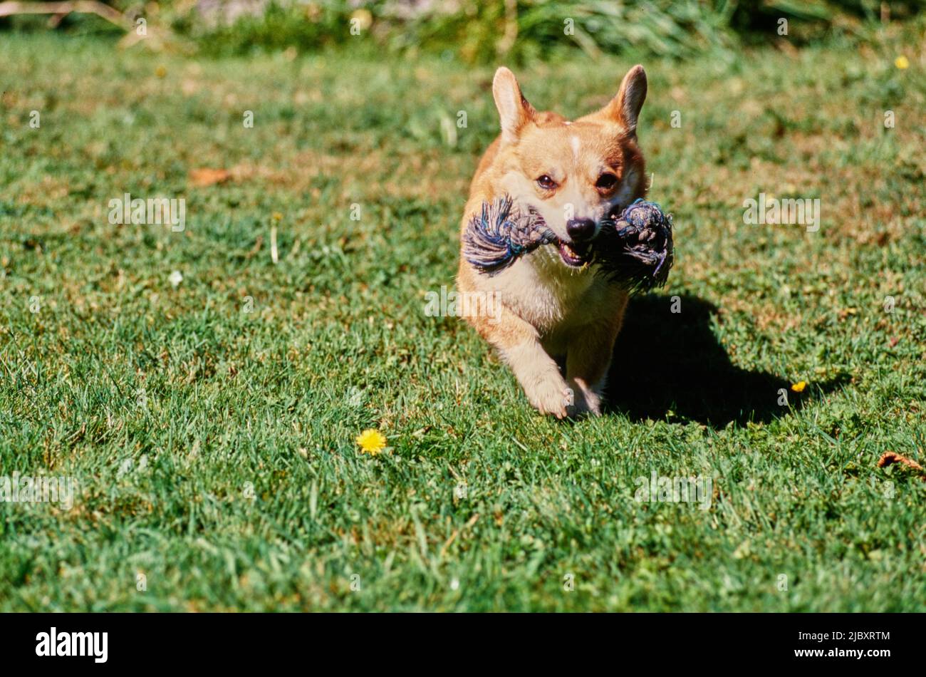 Corgi in field with rope toy Stock Photo - Alamy