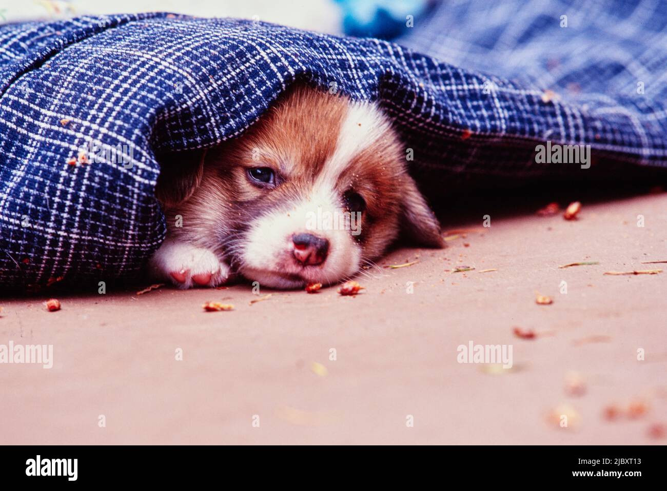 Puppy under blanket hotsell