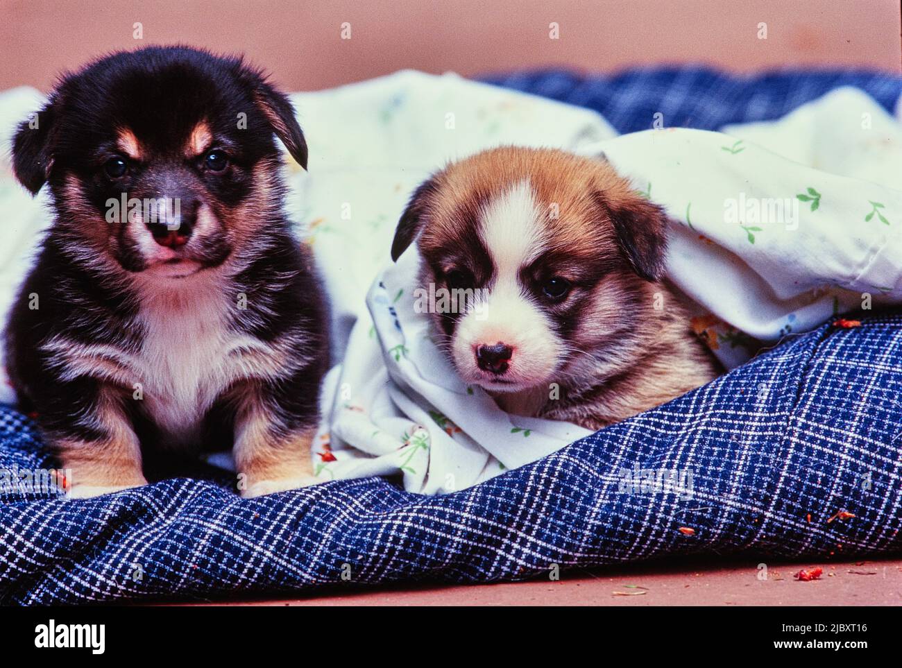 puppies on blanket Stock Photo Alamy