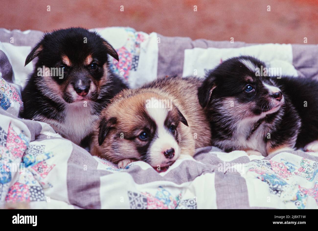 puppies on blanket Stock Photo Alamy