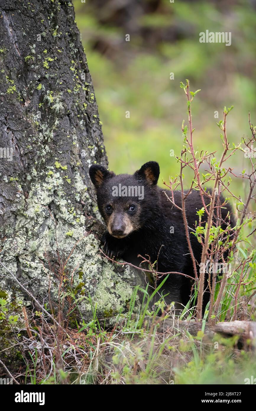 Black bear cub in the forest, Yellowstone National Park Stock Photo