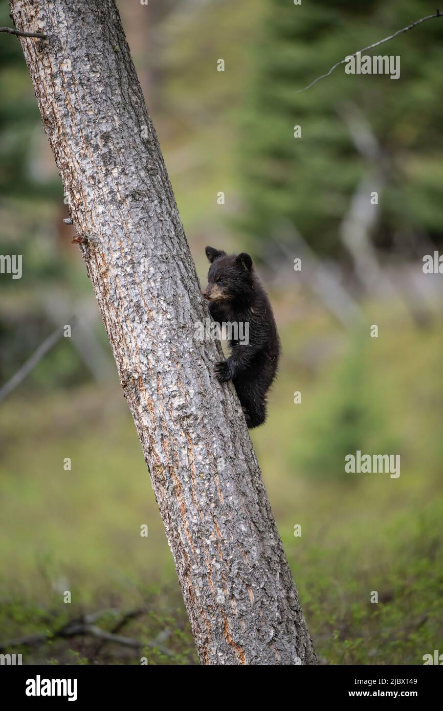 Black Bear Cub in Tree, Yellowstone National Park Stock Photo