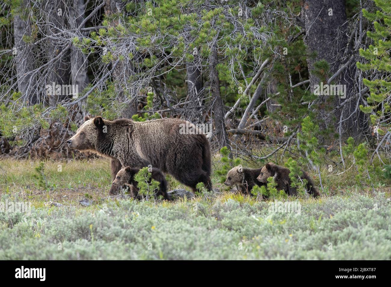 Grizzly and triplets, Grand Teton National Park Stock Photo
