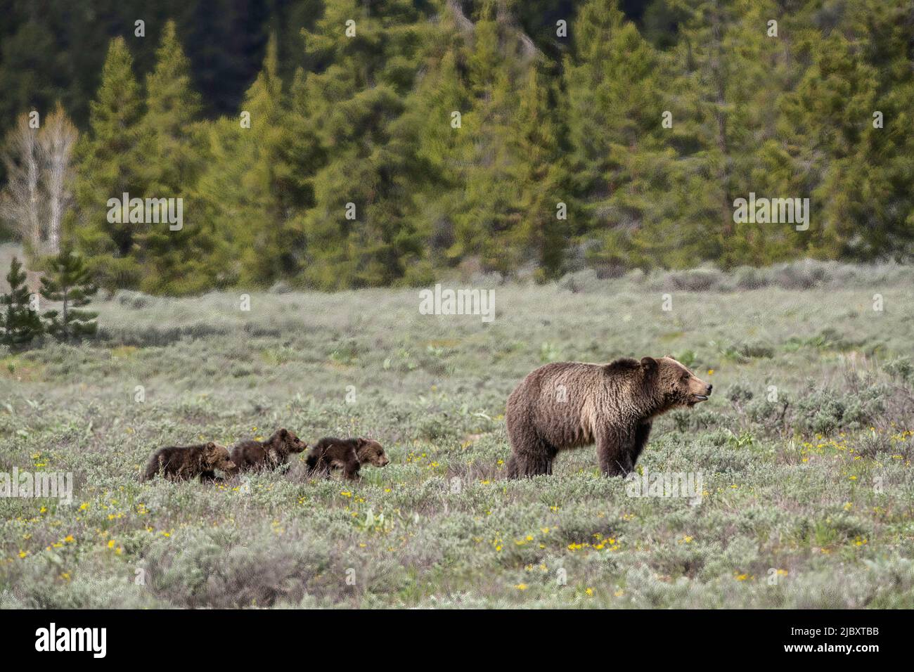Grizzly and triplets, Grand Teton National Park Stock Photo