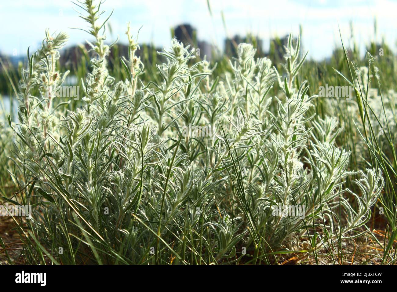 Winterfat plant in late spring covered in white fluff with building in the background Stock Photo