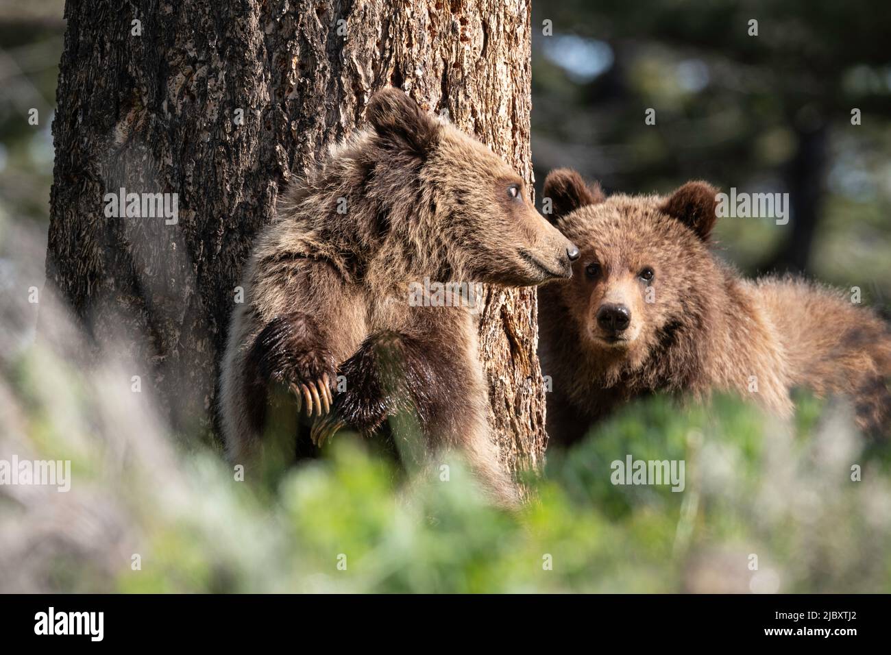 Grizzly Bear, Lamar Valley, Yellowstone Stock Photo
