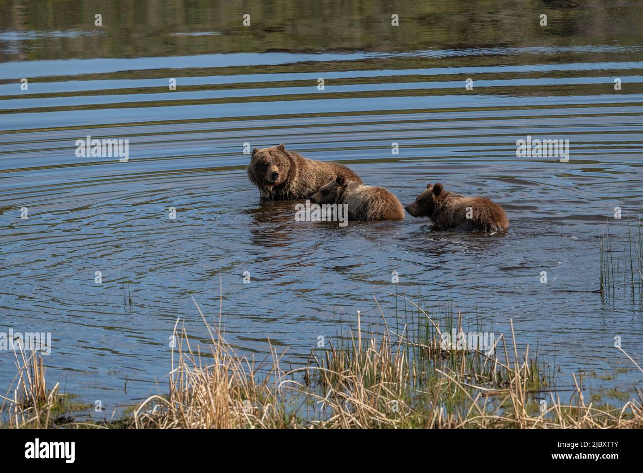 Grizzly Bear, Lamar Valley, Yellowstone Stock Photo