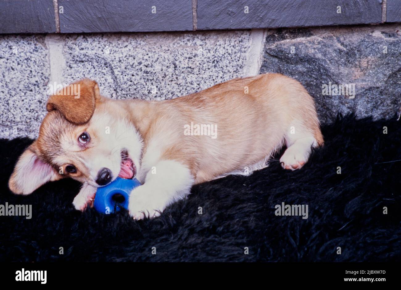 Puppy chewing toy hires stock photography and images Alamy