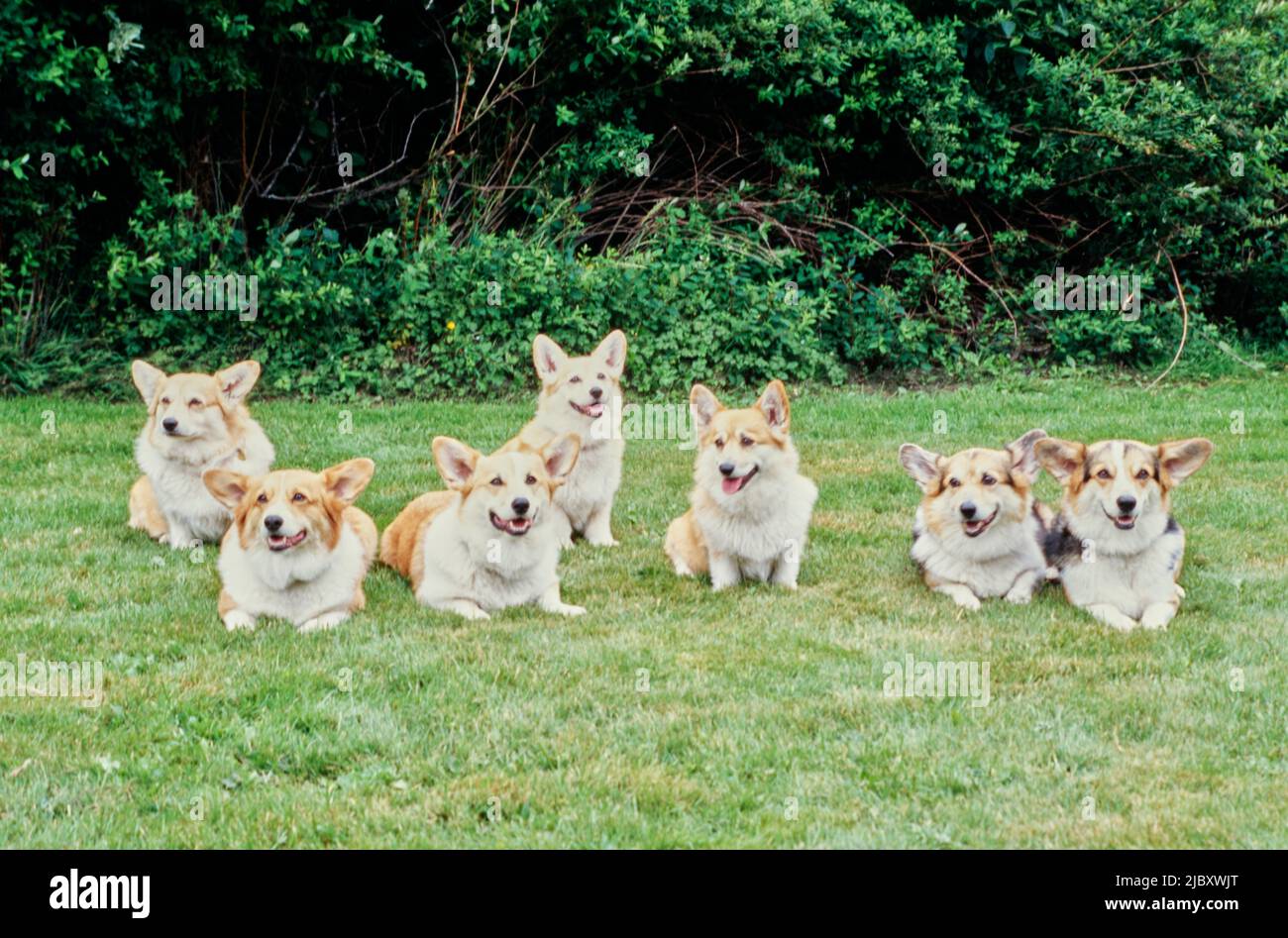 Seven on grass Stock Photo Alamy