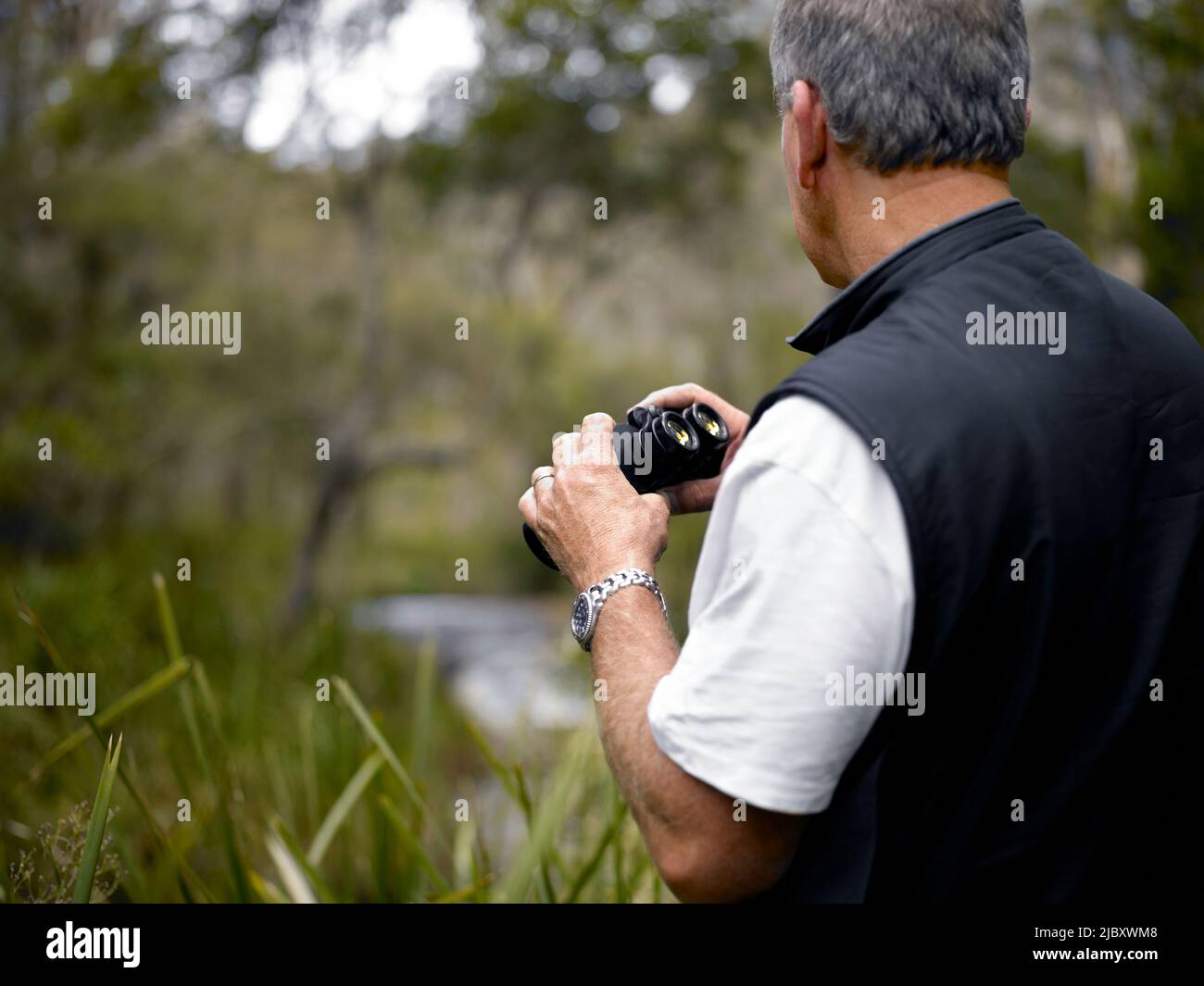 Back view of man holding binoculars in Australian bush Stock Photo