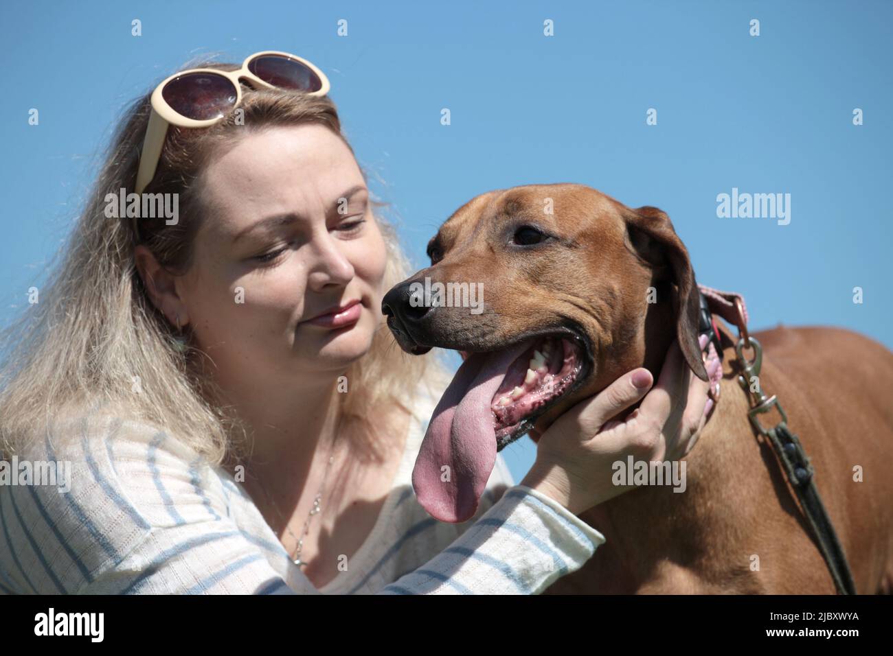 Beautiful woman with dog rhodesian ridgeback hound outdoors on a field ...