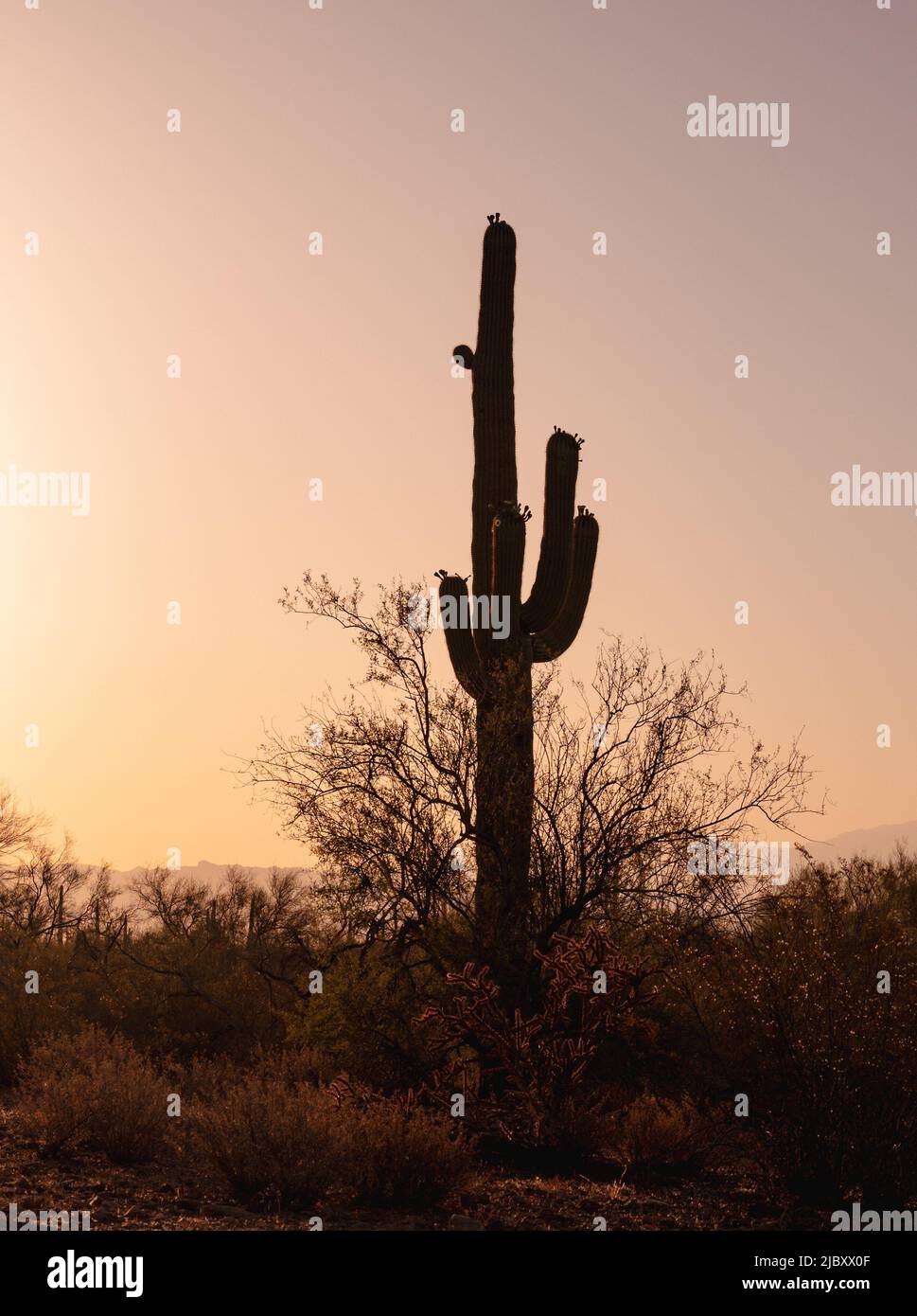 Sunrise With Silhouette Of Saguaro Cactus Stock Photo Alamy Sunrise With Silhouette Of Saguaro Cactus Stock Photo Alamy