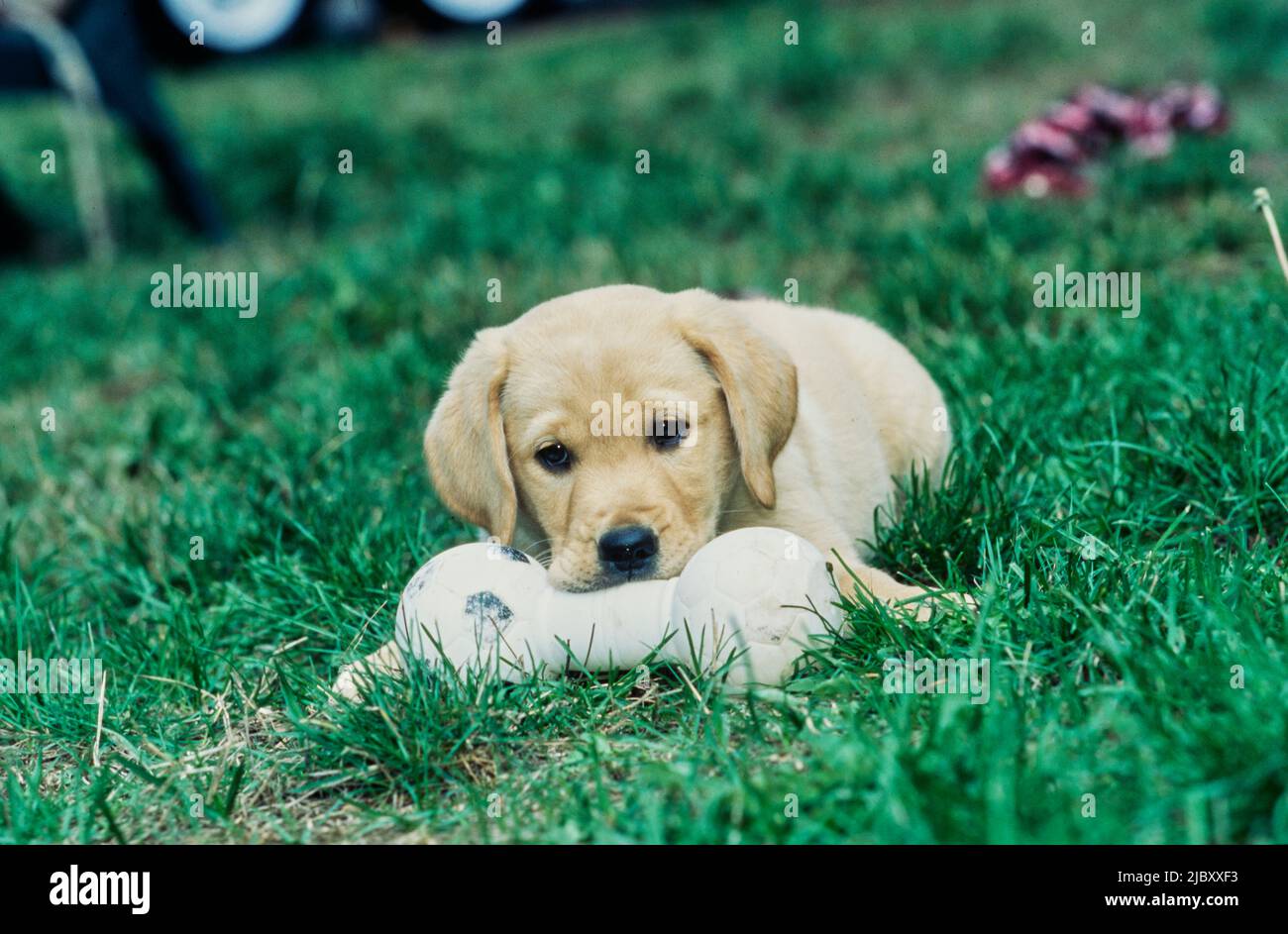 Yellow lab puppy in grass chewing toy Stock Photo Alamy