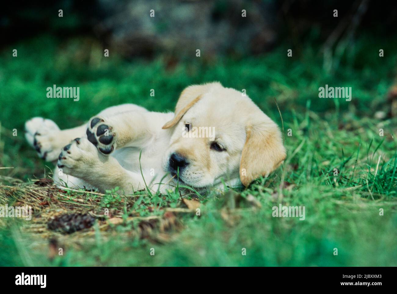 Yellow lab puppy laying in grass Stock Photo Alamy
