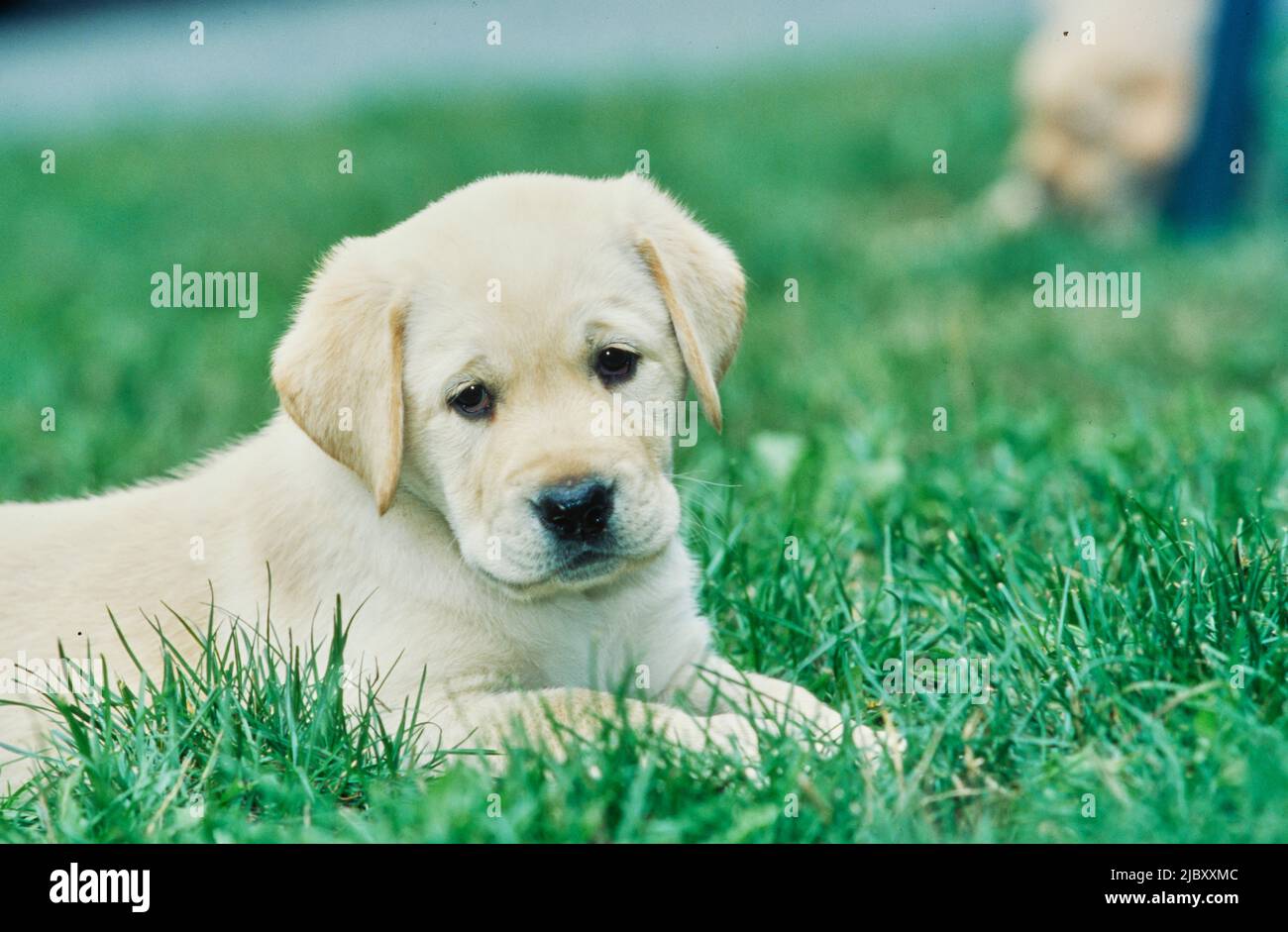 Yellow lab puppy laying in grass Stock Photo Alamy