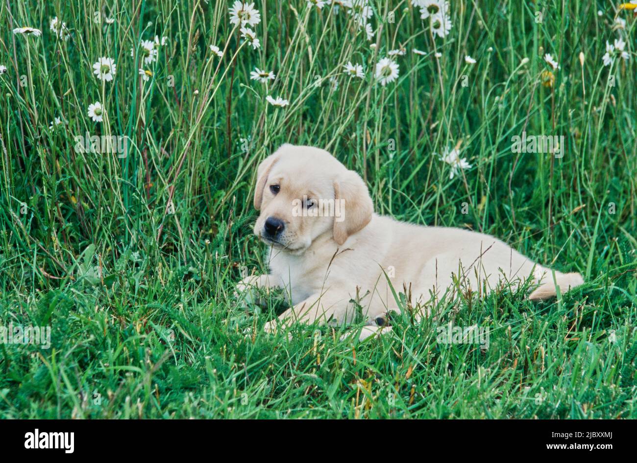 Yellow lab puppy in meadow of flowers Stock Photo Alamy