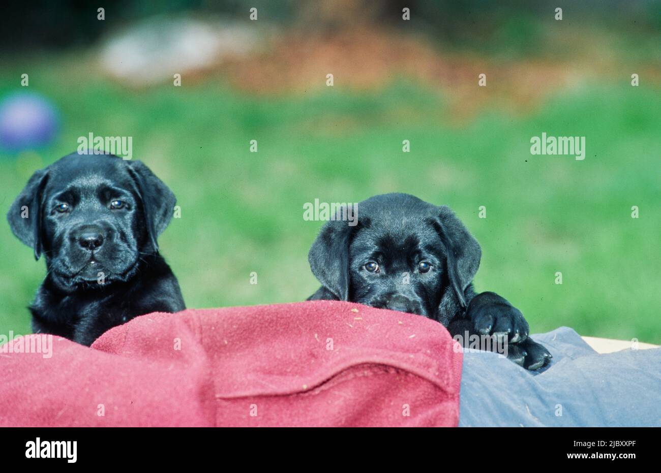 Black lab puppies laying on red blanket Stock Photo Alamy