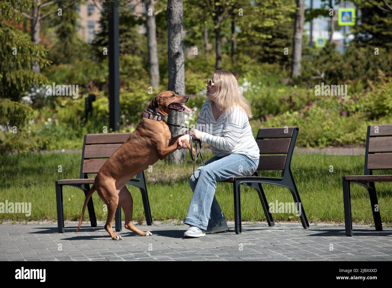 Woman rhodesian ridgeback hi-res stock photography and images - Alamy