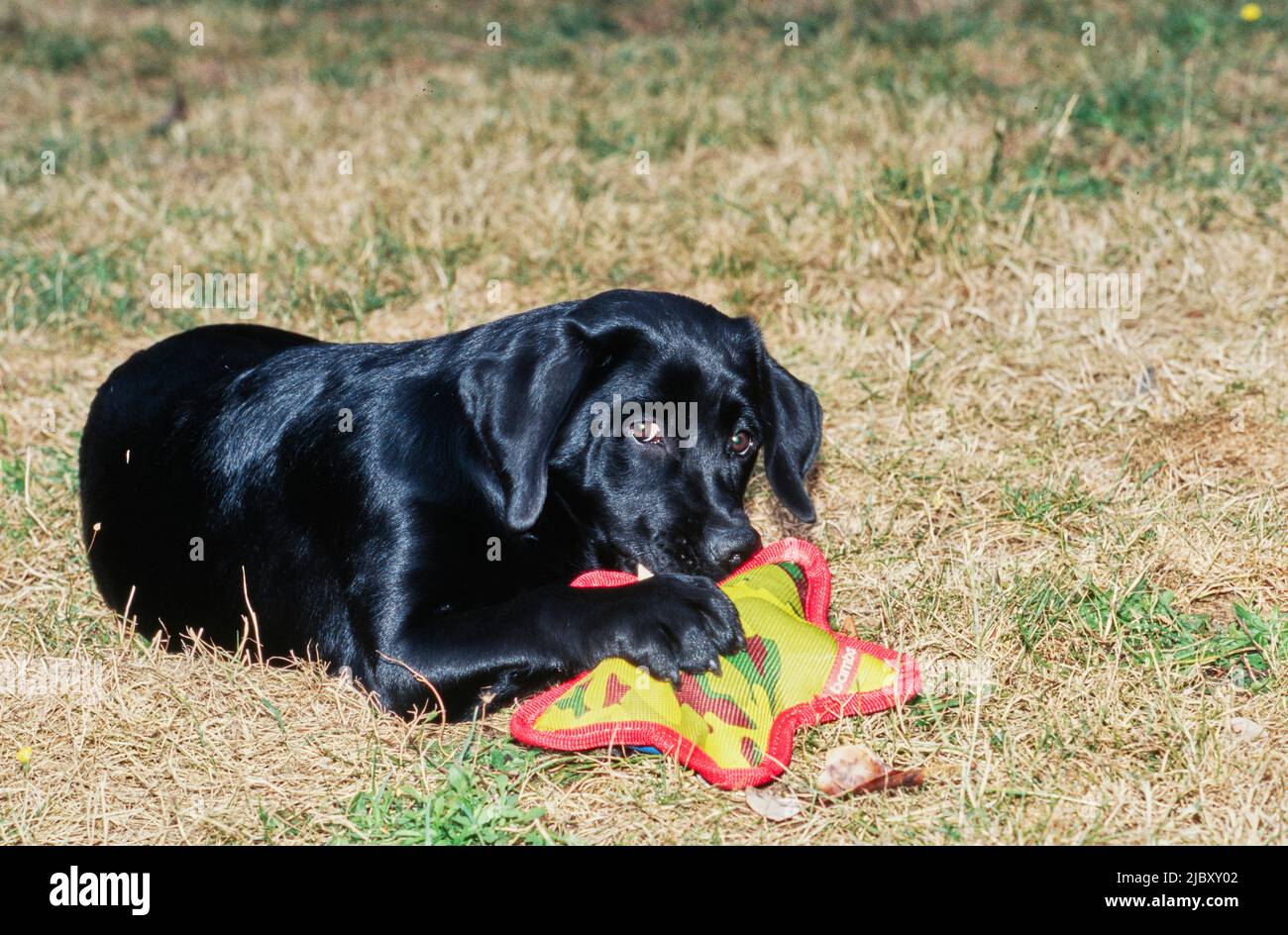 Black lab puppy in yard chewing toy Stock Photo Alamy