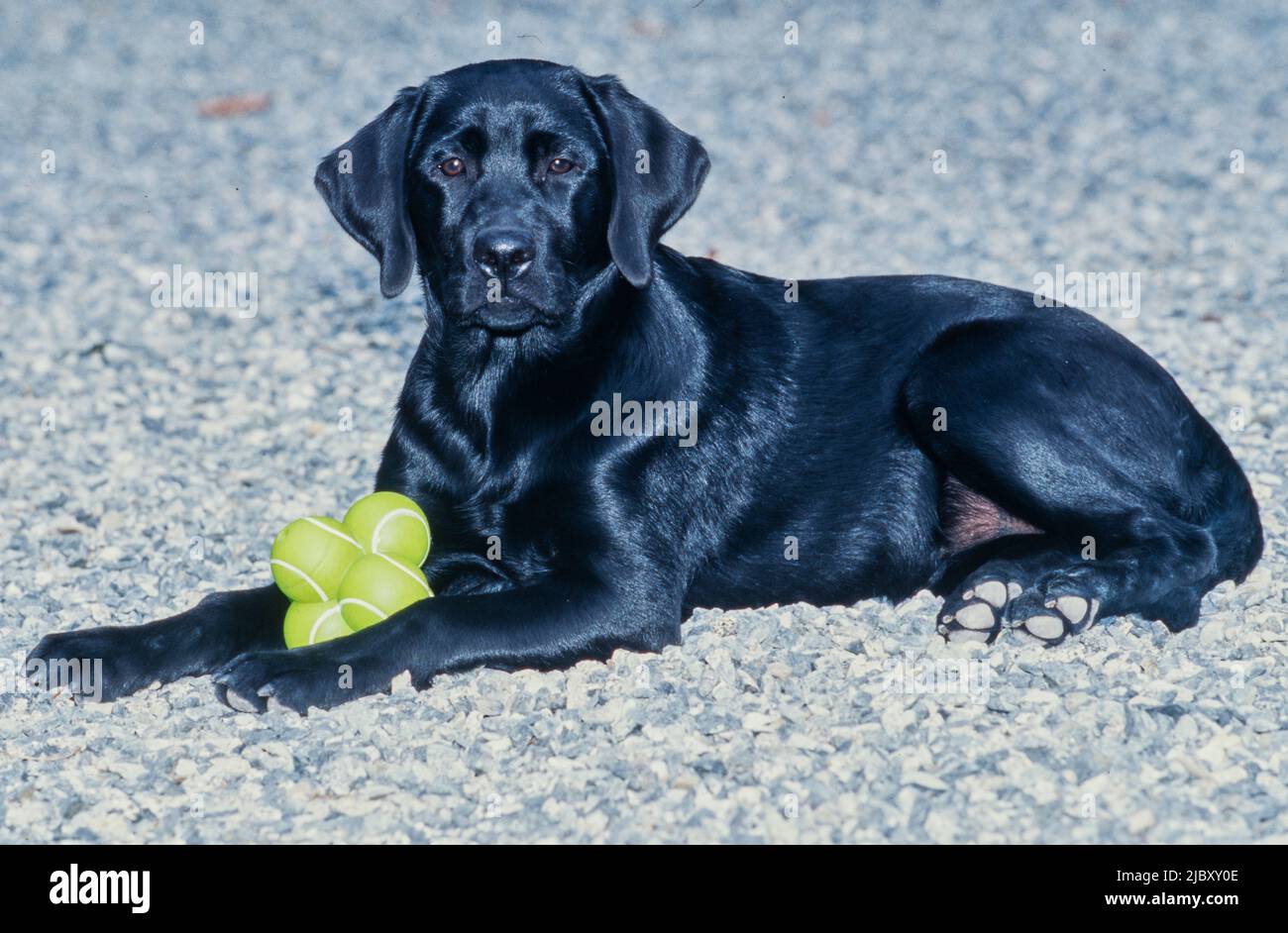 Young black lab laying on gravel with tennis balls Stock Photo Alamy