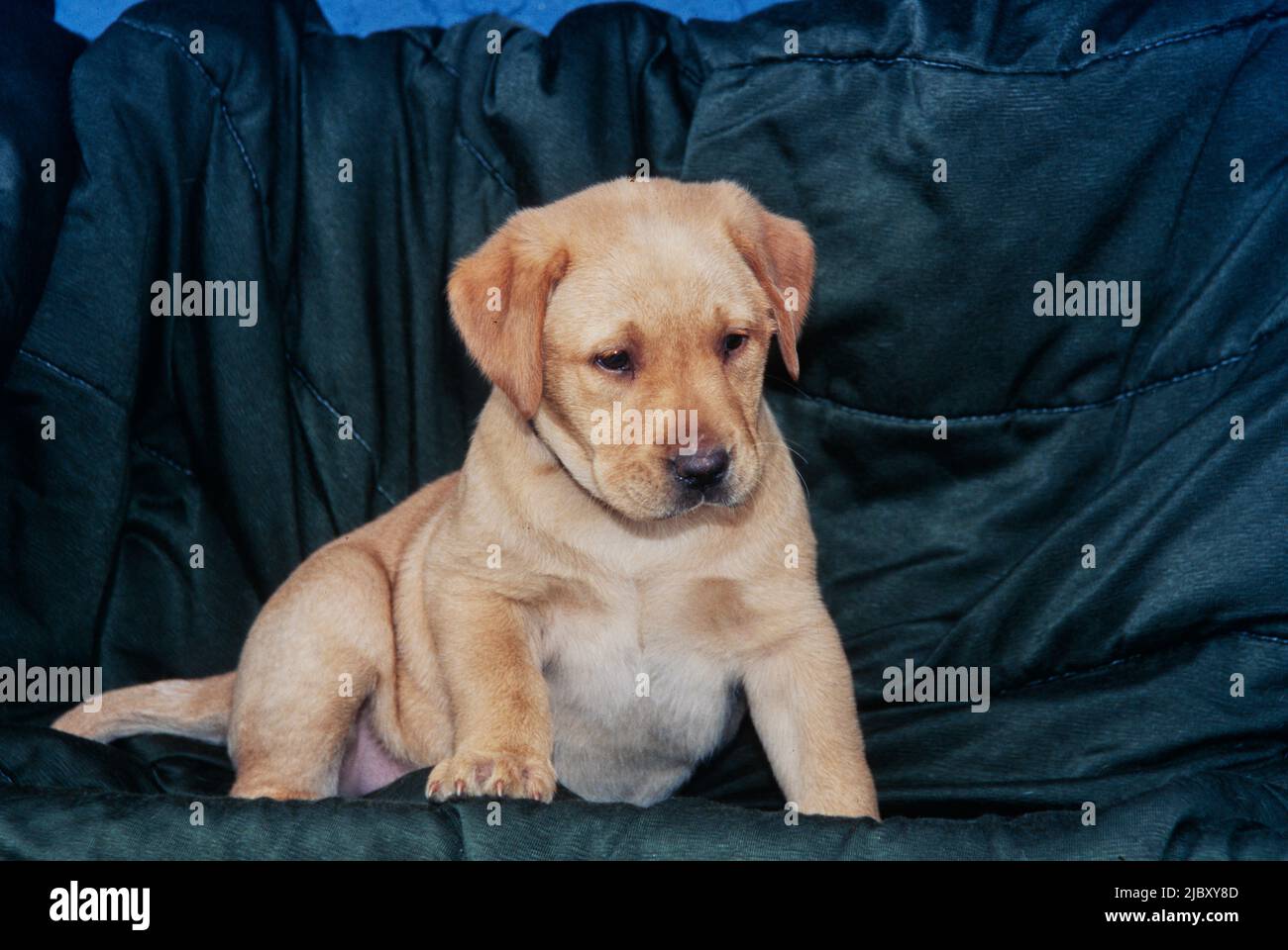 Yellow lab puppy on black blanket Stock Photo Alamy