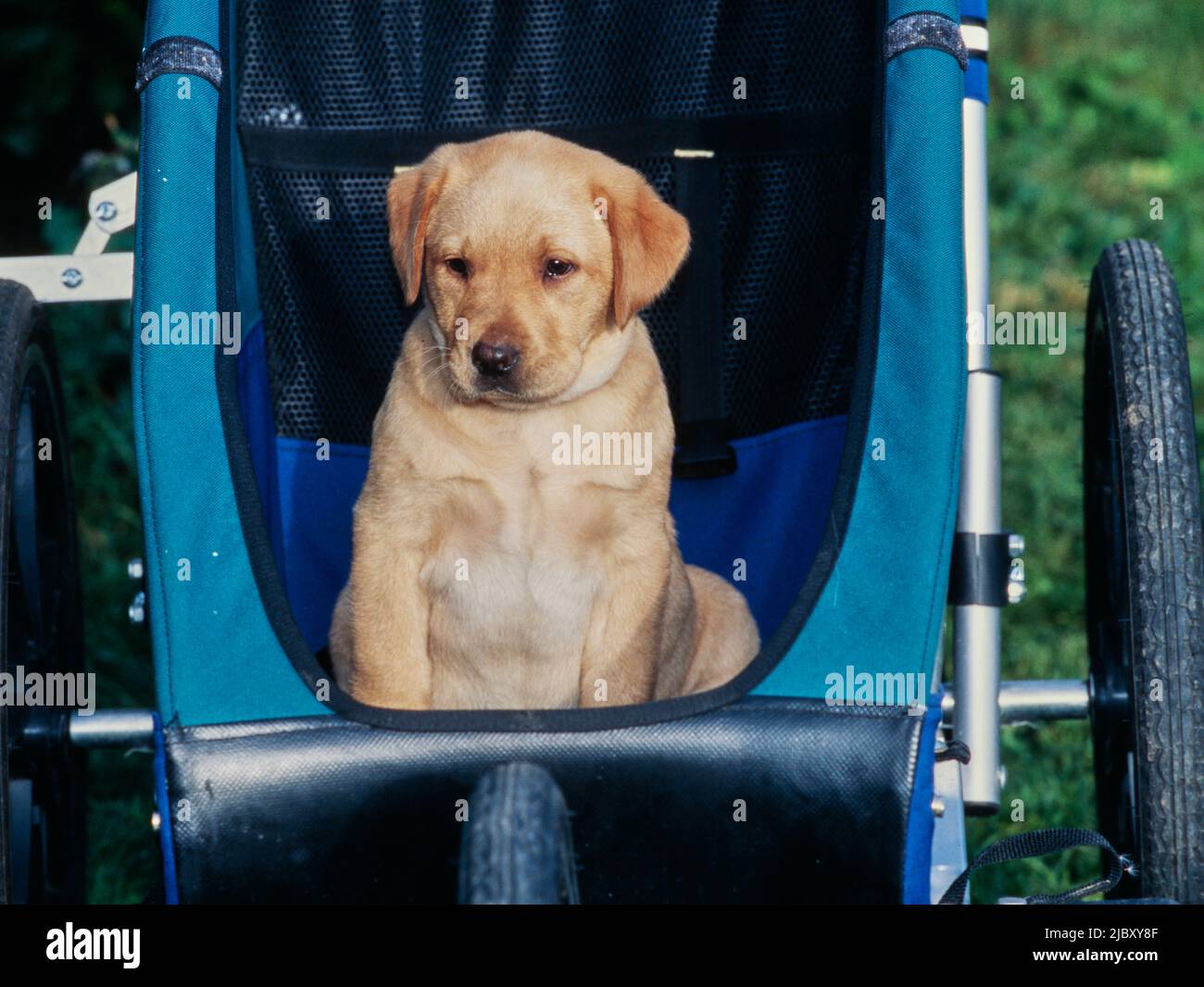 Yellow lab puppy in stroller Stock Photo