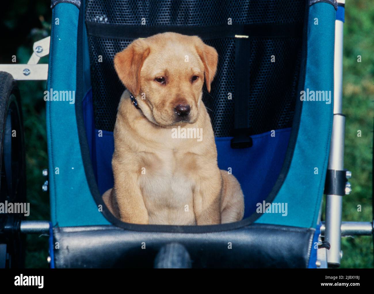 Yellow lab puppy in stroller Stock Photo