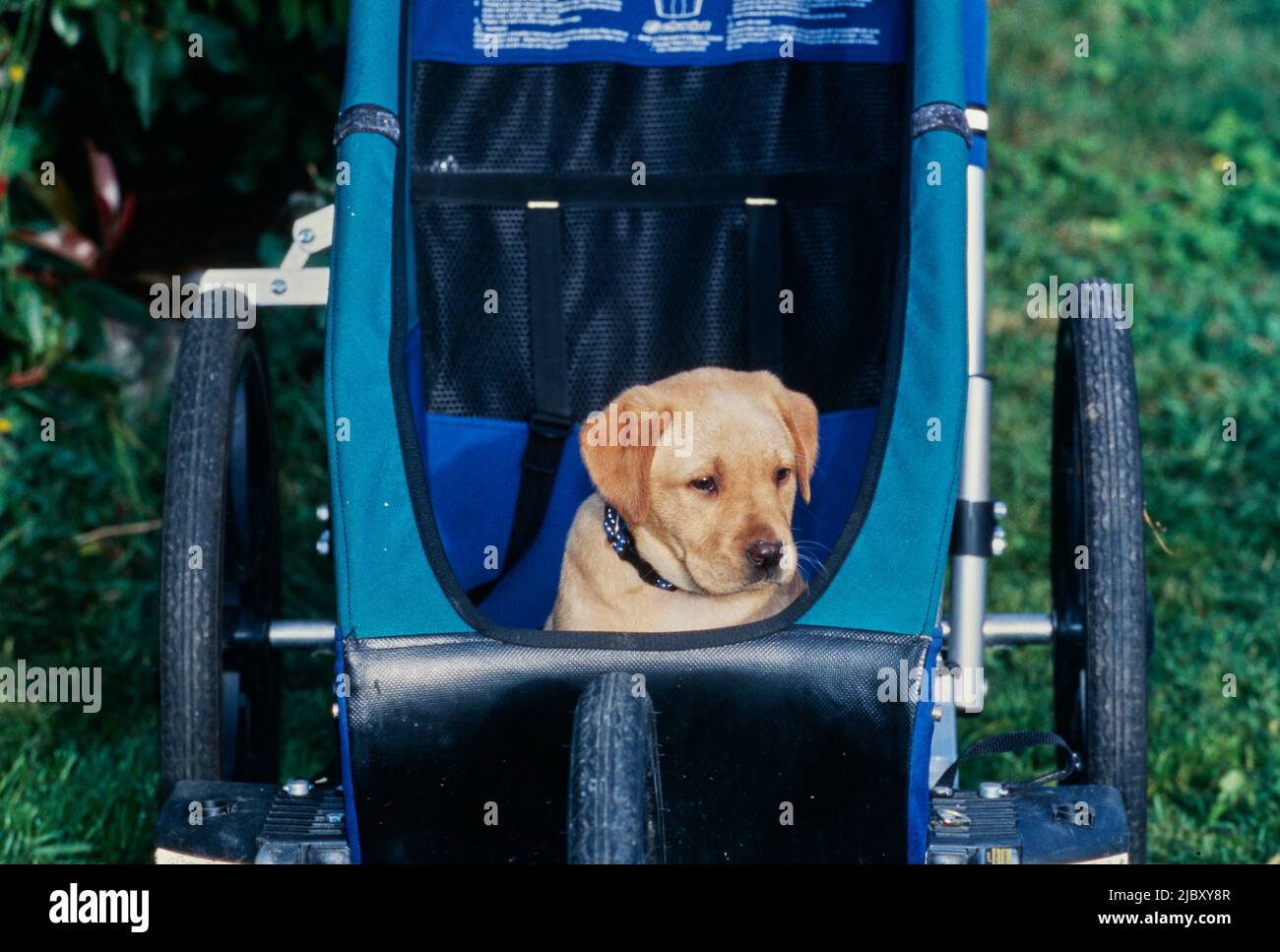 Yellow lab puppy in stroller Stock Photo