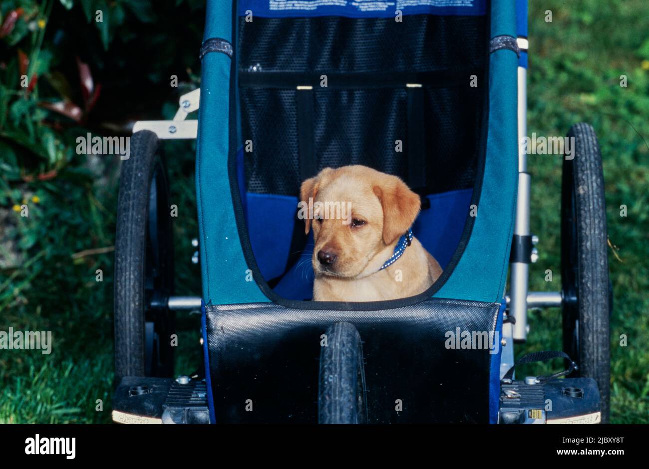 Yellow lab puppy in stroller Stock Photo
