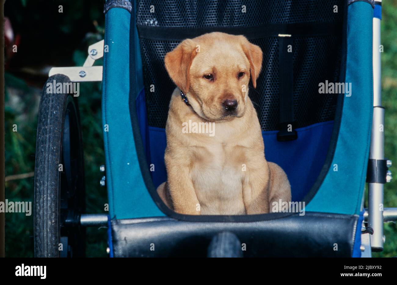 Yellow lab puppy in stroller Stock Photo