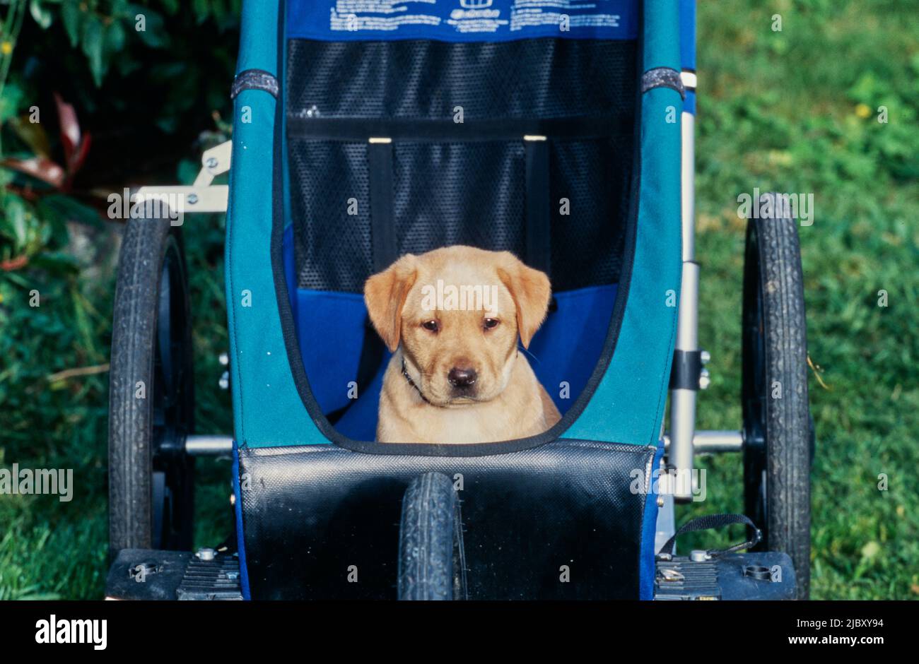 Yellow lab puppy in stroller Stock Photo