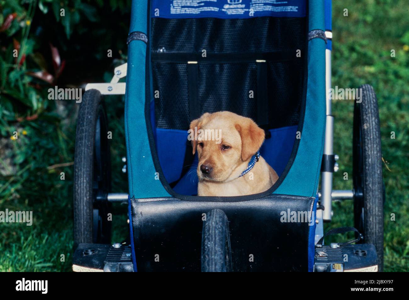Yellow lab puppy in stroller Stock Photo