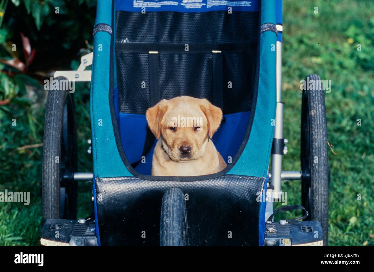 Yellow lab puppy in stroller Stock Photo