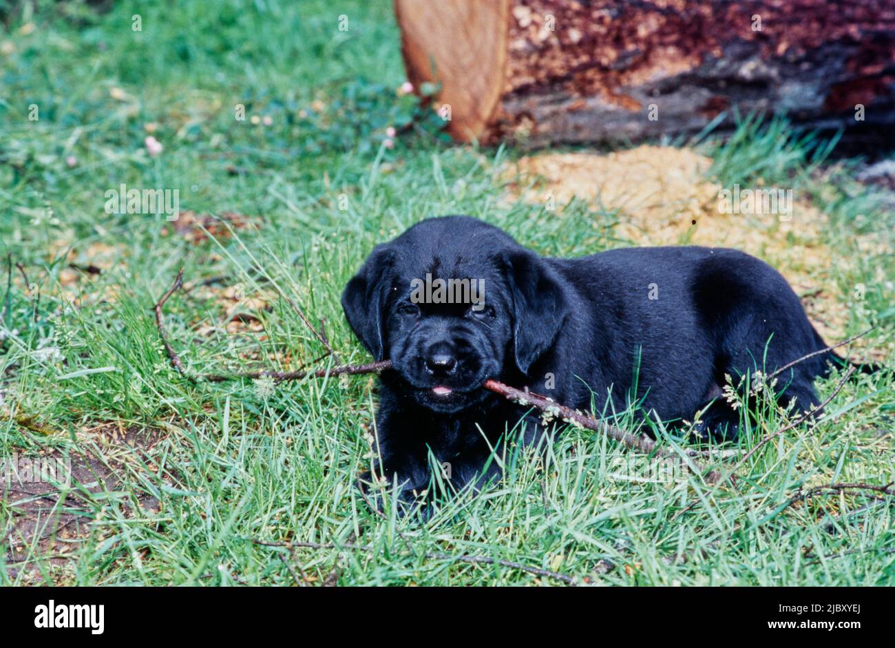 Black lab puppy chewing stick in yard Stock Photo Alamy