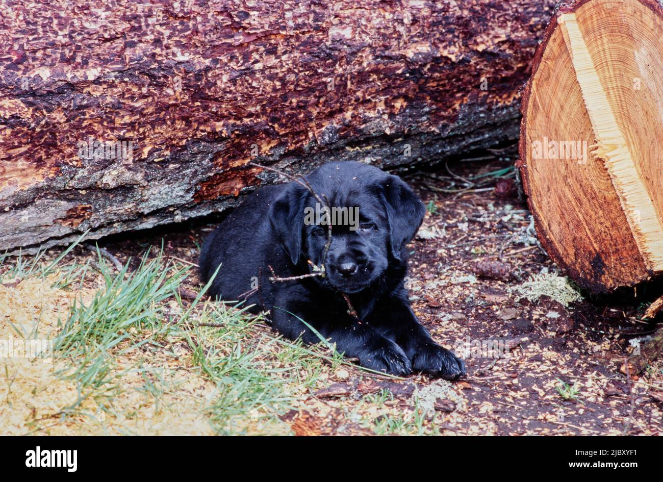 Black lab puppy chewing stick in yard Stock Photo Alamy