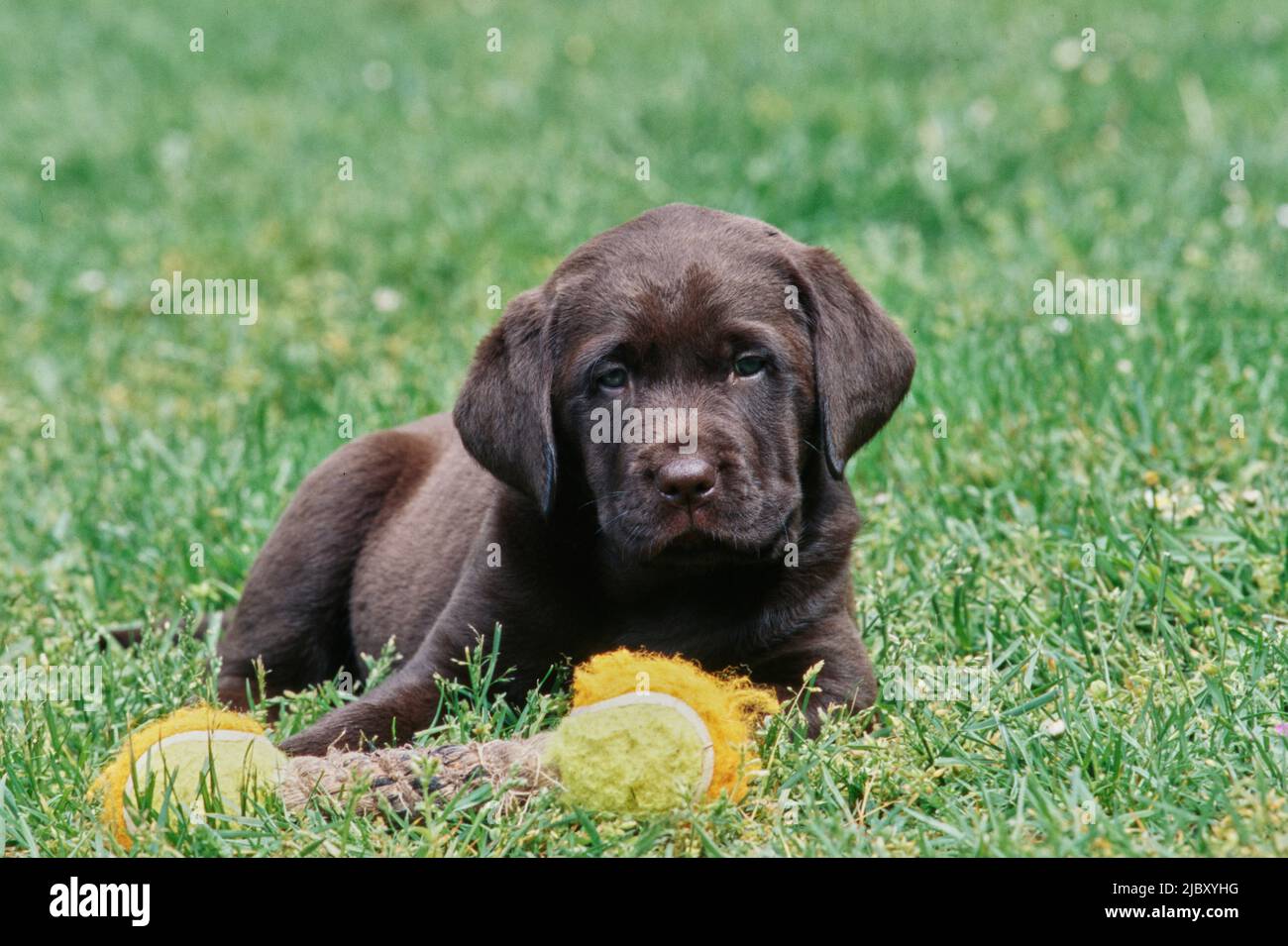 Chocolate lab in grass with tennis ball bone toy Stock Photo Alamy