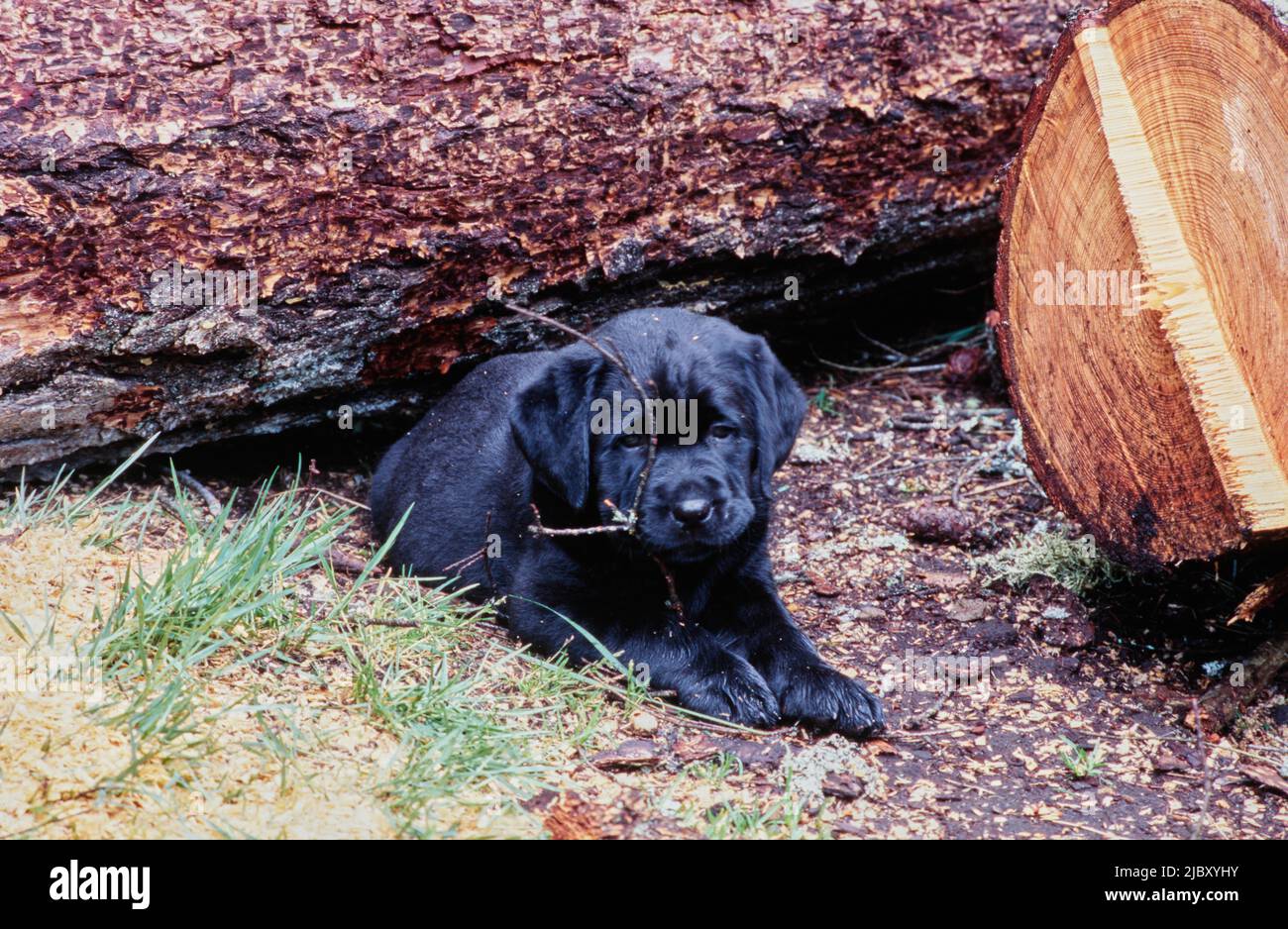 Black lab puppy chewing stick in yard Stock Photo Alamy