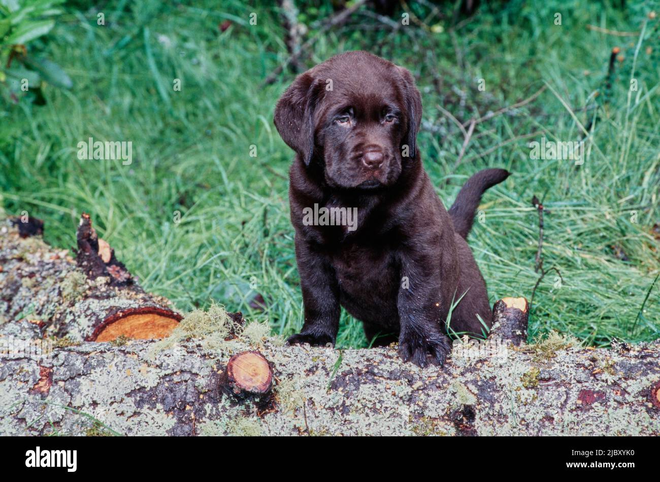 Log yard hi-res stock photography and images - Alamy