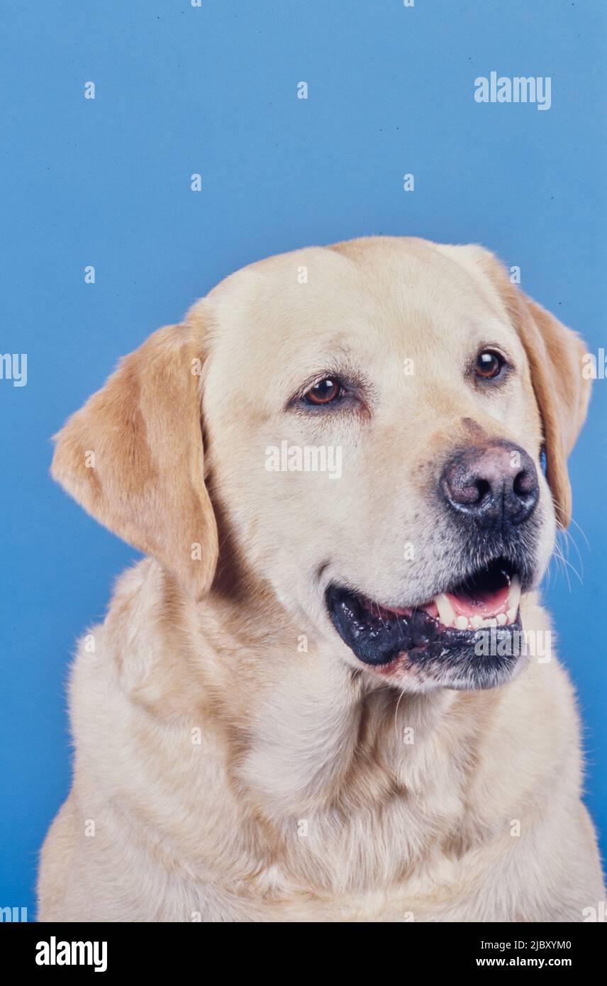 Yellow lab face on light blue background Stock Photo Alamy