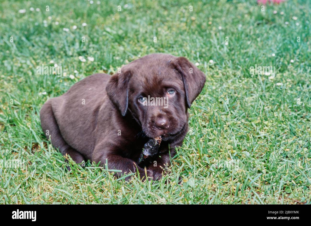 Chocolate lab in yard chewing stick Stock Photo
