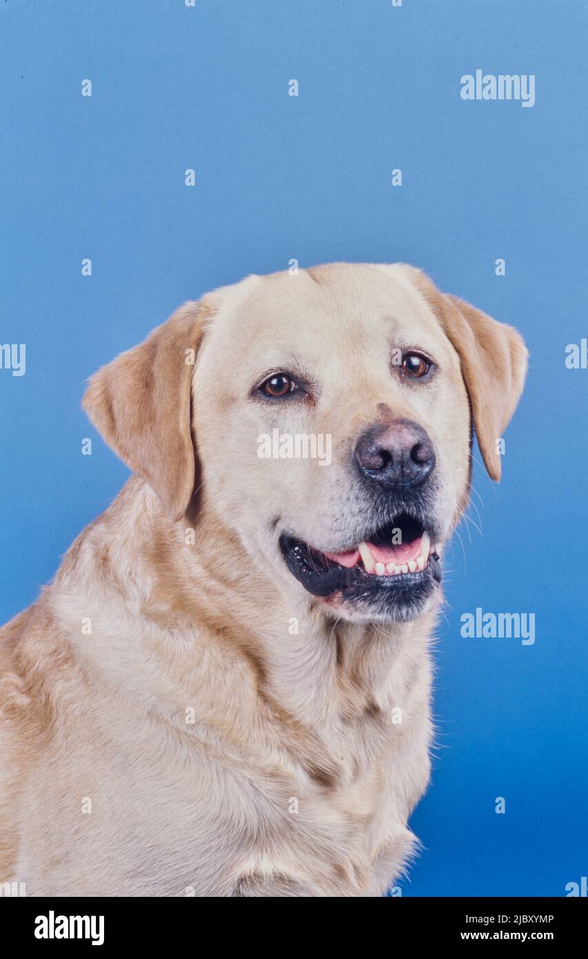 Yellow Lab With Blue Eyes