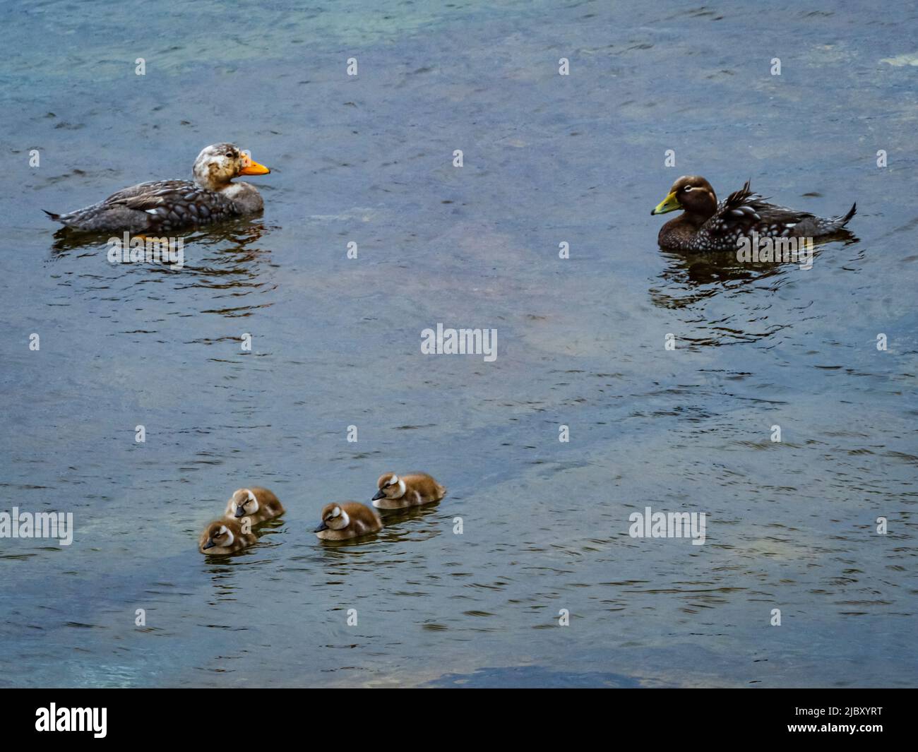 Endemic flightless Falkland steamer Duck (Tachyeres brachypterus) on Carcass Island, Falkland Islands Stock Photo